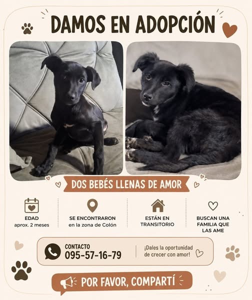 Animal en adopcion