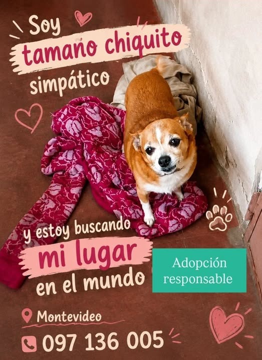 Animal en adopcion