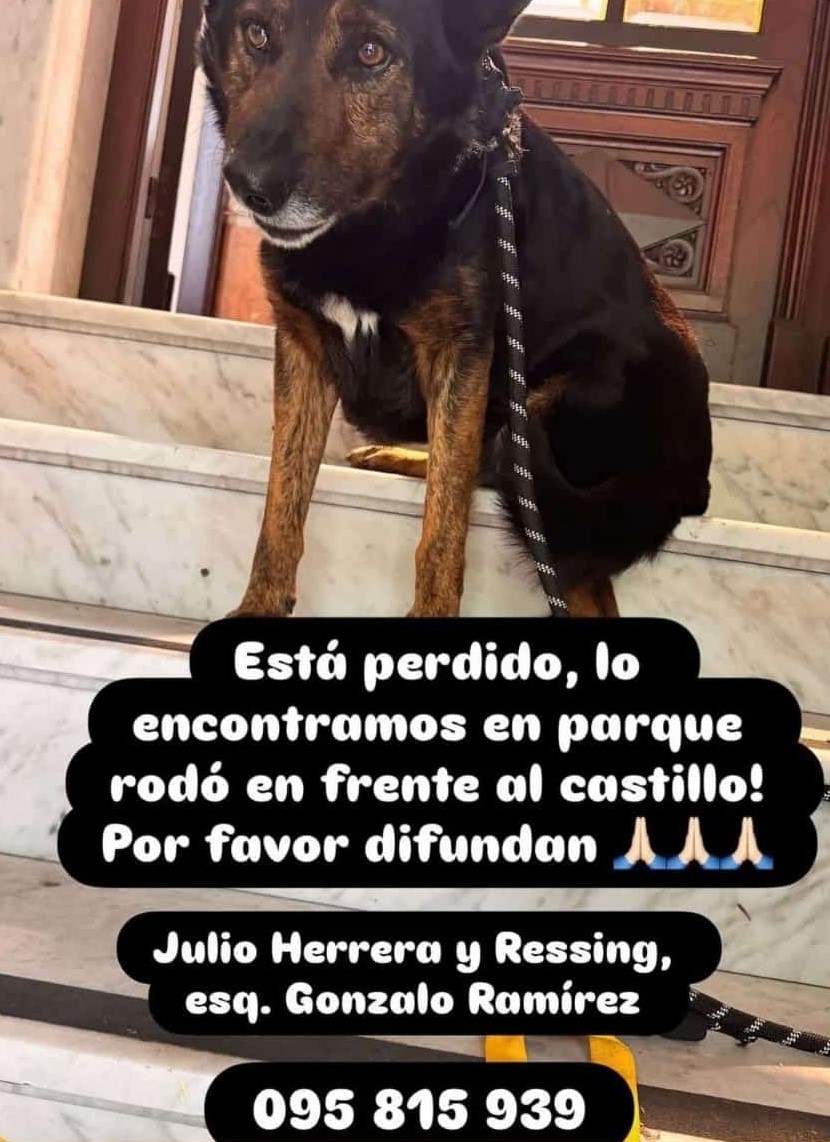 Animal encontrado