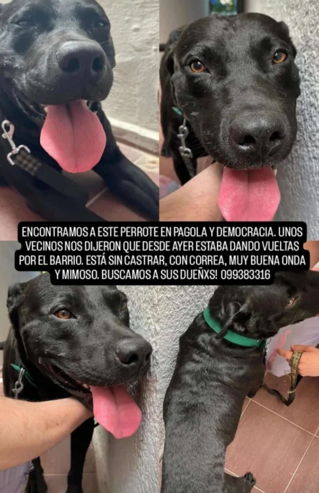 Animal encontrado