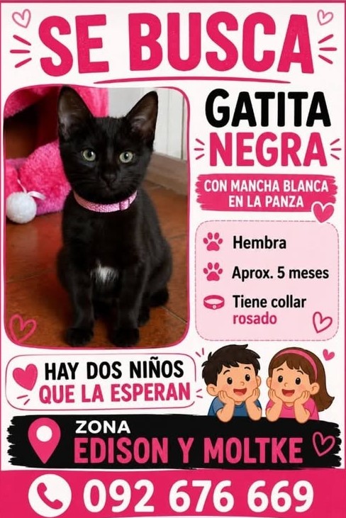 Animal perdido