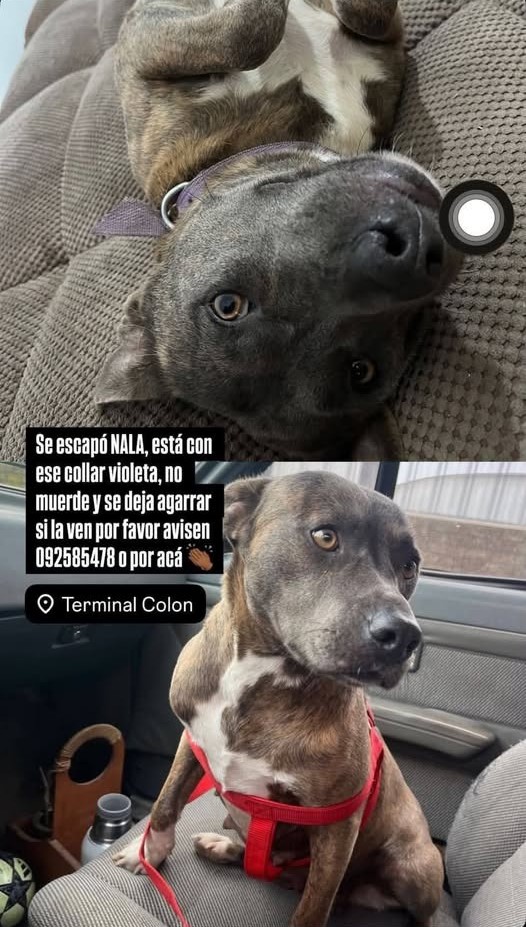 Animal perdido