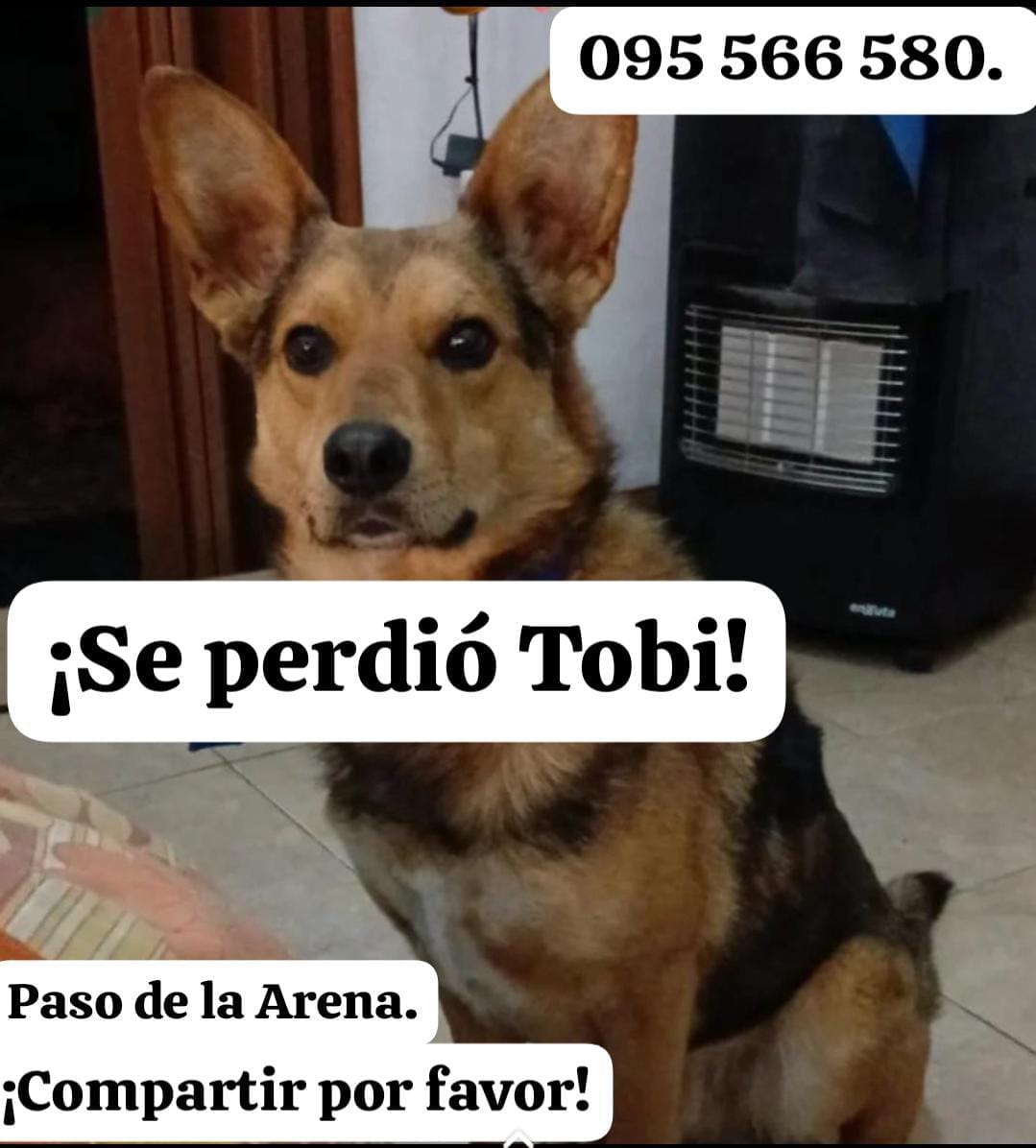 Animal perdido